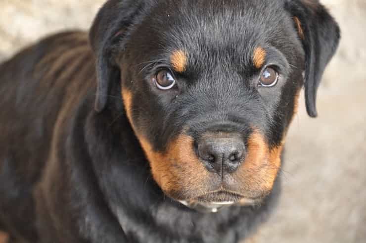 Musetto rottweiler (Pixabay)