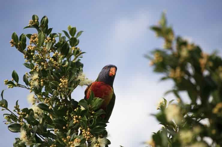 Pappagallo su un ramo (Pixabay)