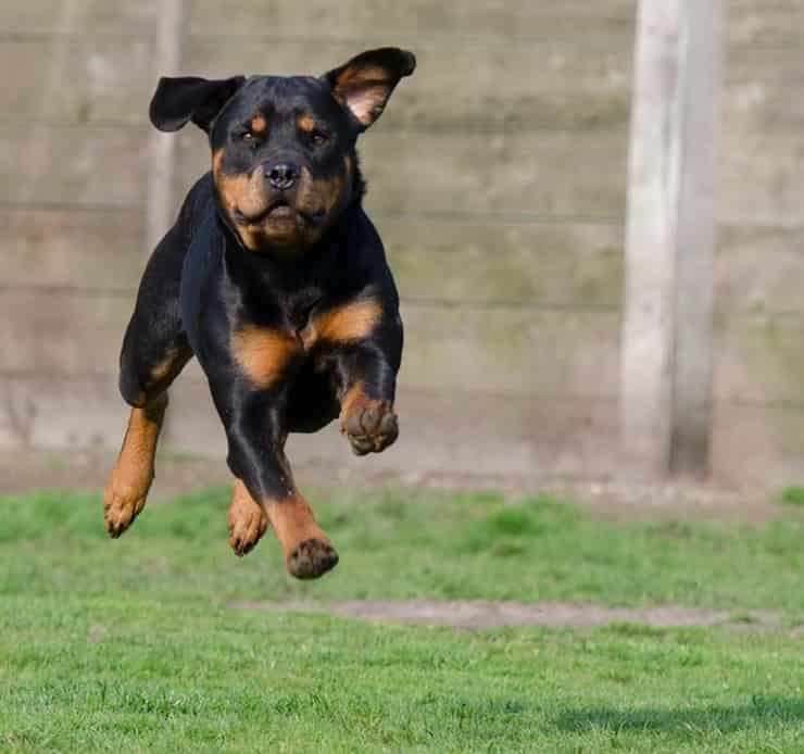 Rottweiler (Pixabay)