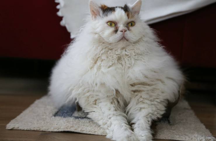 Selkirk Rex Longhair