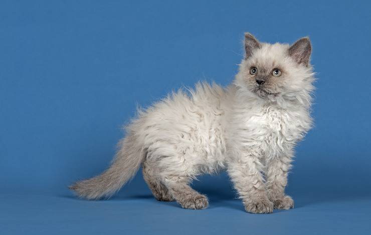 Selkirk Rex Longhair