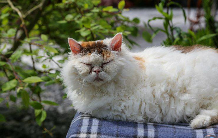 Selkirk Rex Longhair