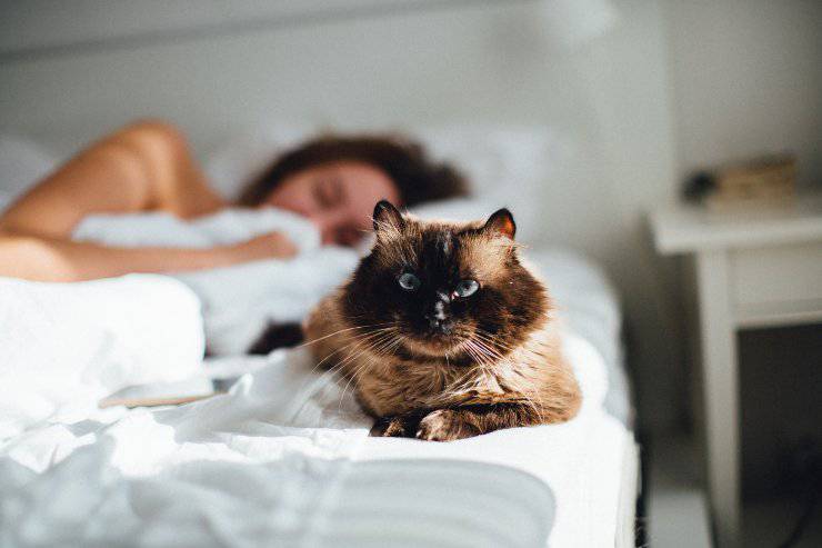 Micio non vuole dormire con il padrone