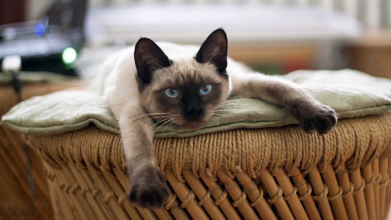 alimentazione gatto thai