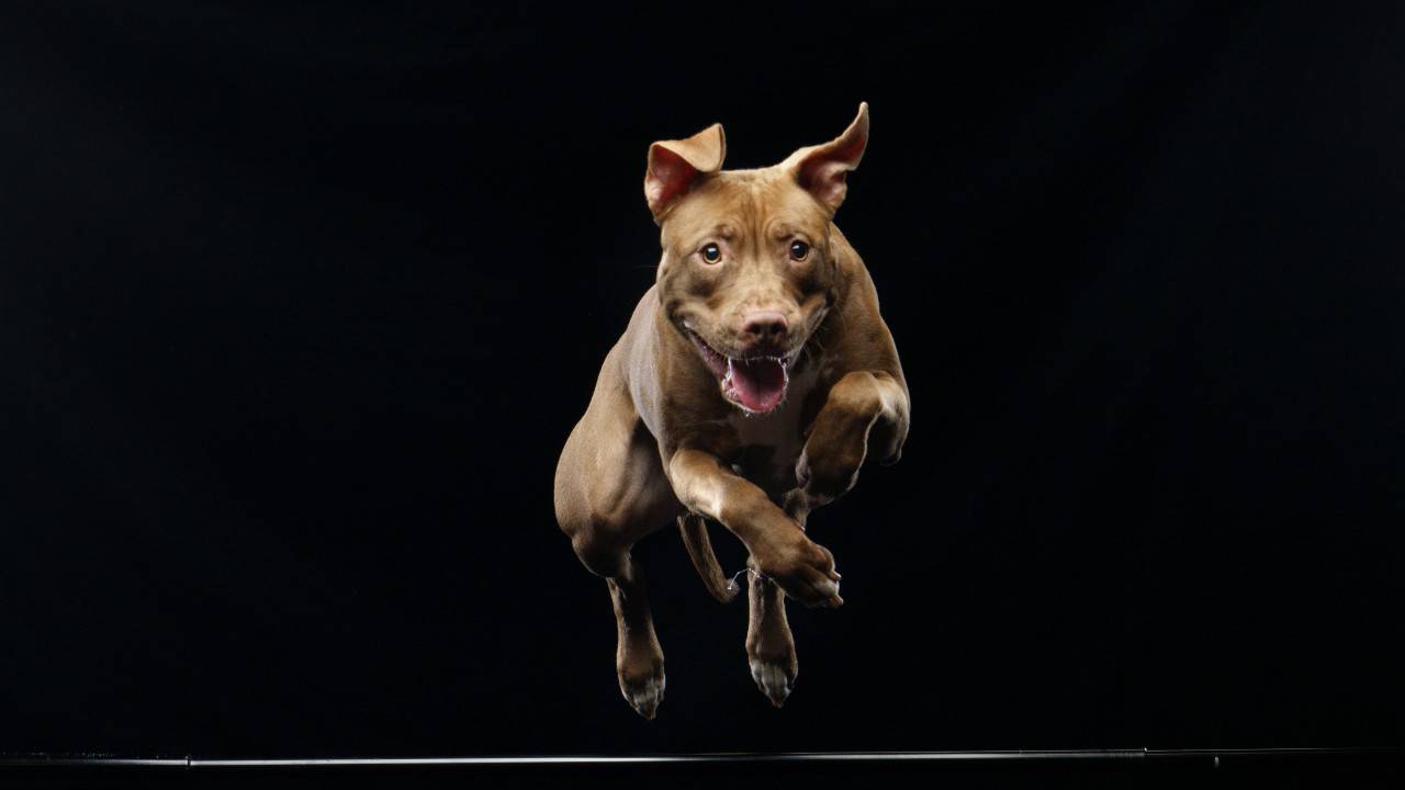 aumentare massa muscolare cane