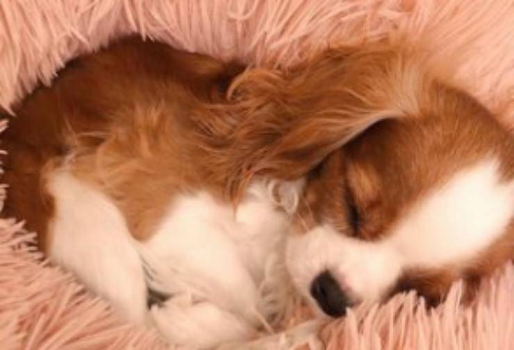 Qualità sonno cane