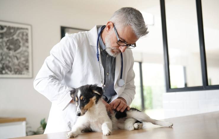cane dal veterinario