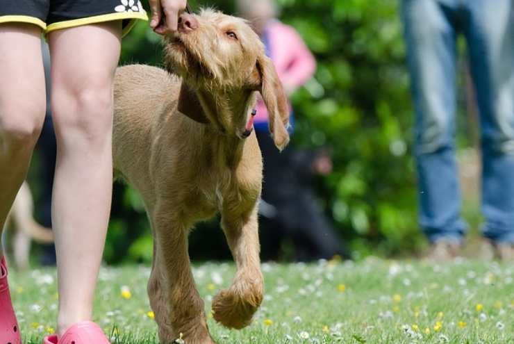 cane e addestratore