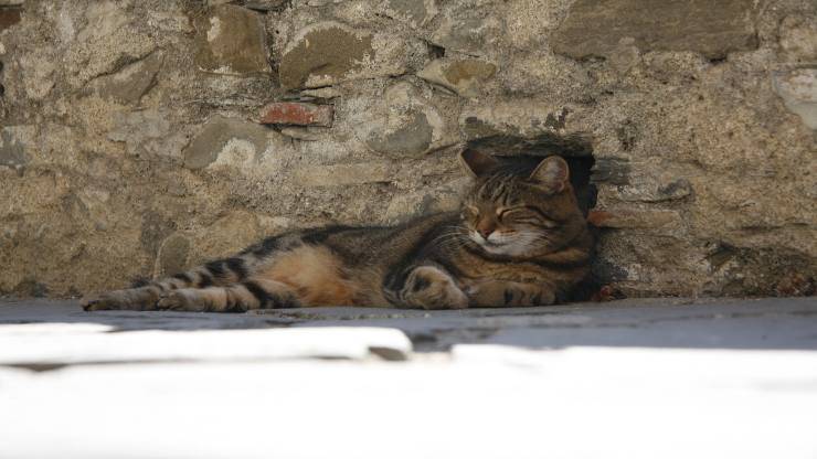 Gatto sbatte la testa contro il muro