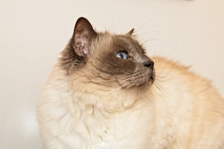 Gatti bisognosi di esercizio fisico