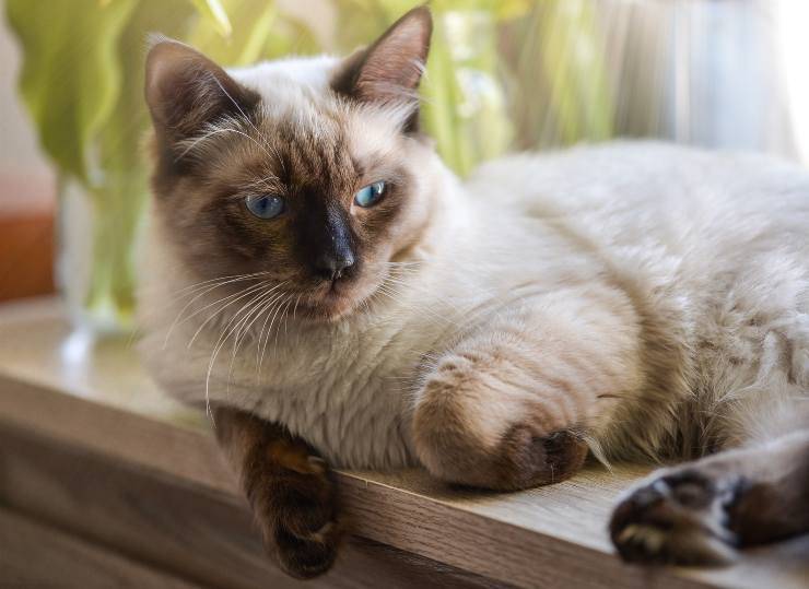 Felino riposa steso