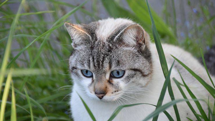 Istinto predatorio nel gatto