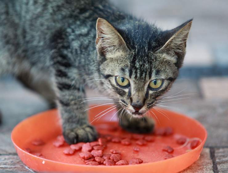 Cibo per il gatto con problemi al cavo orale