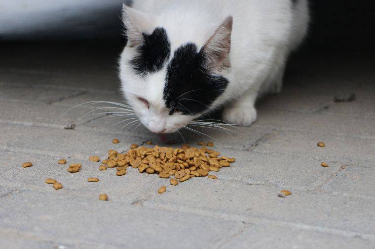 Il cibo giusto per il gatto