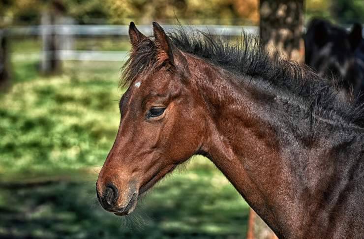 cavallo
