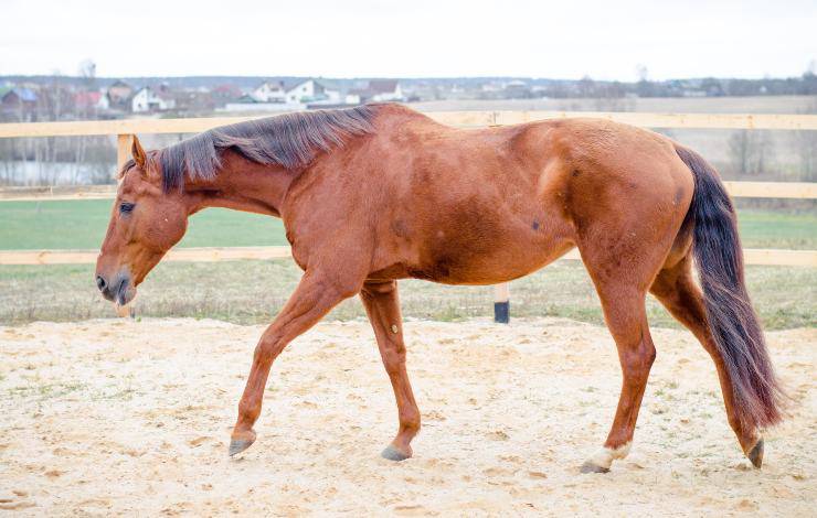 cavallo malato
