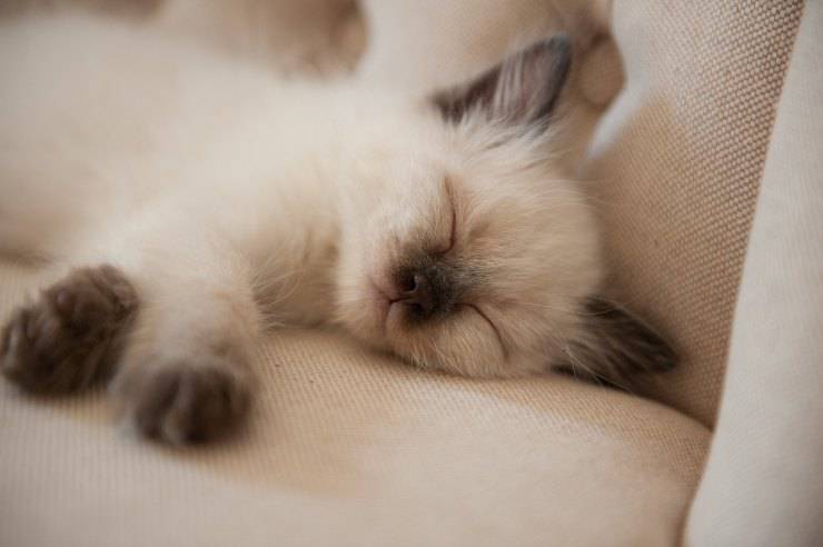 Il gatto non dorme con me
