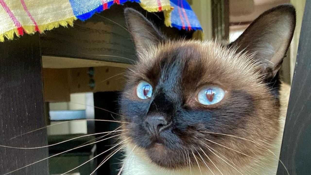 differenza thai siamese