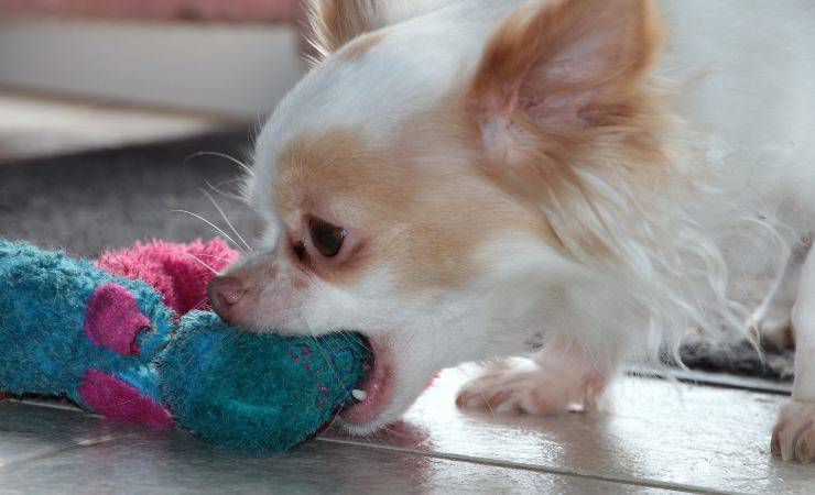Il cane mastica lo straccio