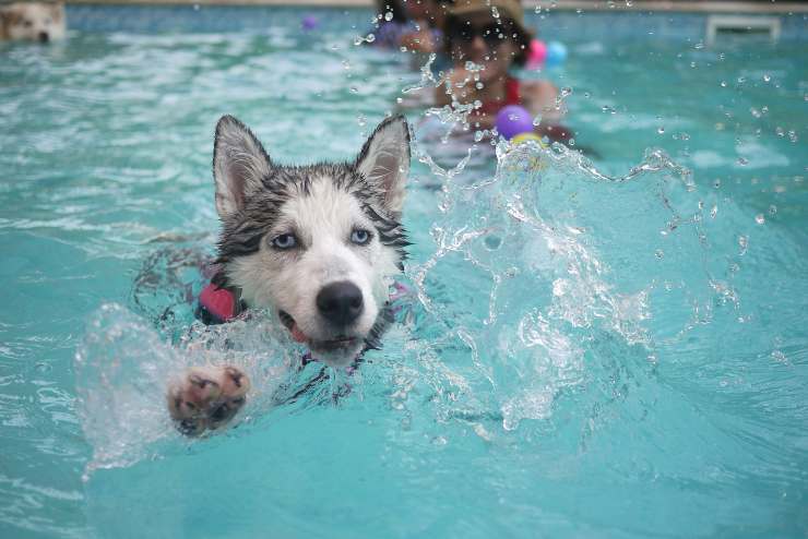 Giochi acquatici per il cane Giochi acquatici per il cane