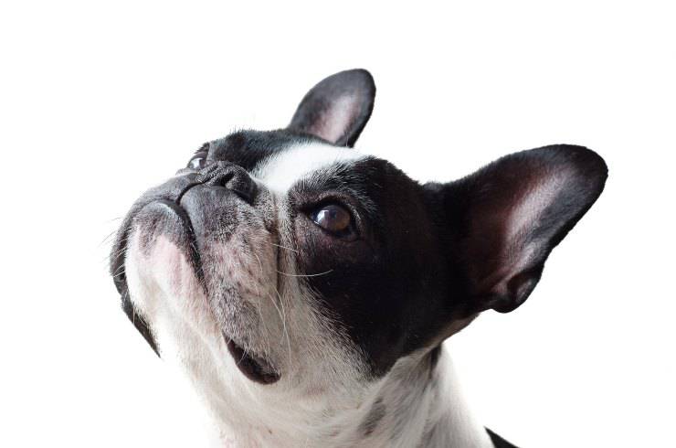 Cagnolino cerca il suo compagno