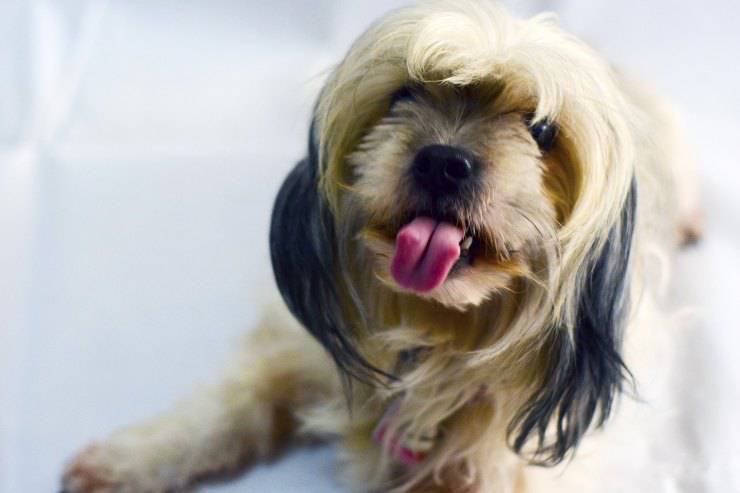 Il masticare di fido