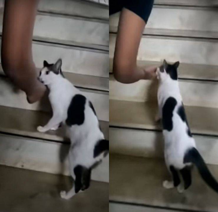 gatta porta padrone gattini