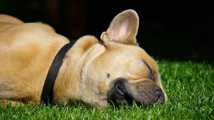 Laringite del cane