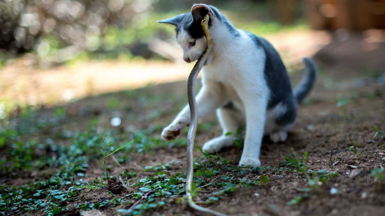 gatto serpente gatti paura serpenti