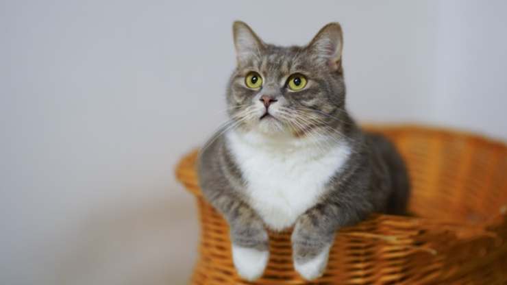gatto ama silenzio o rumore
