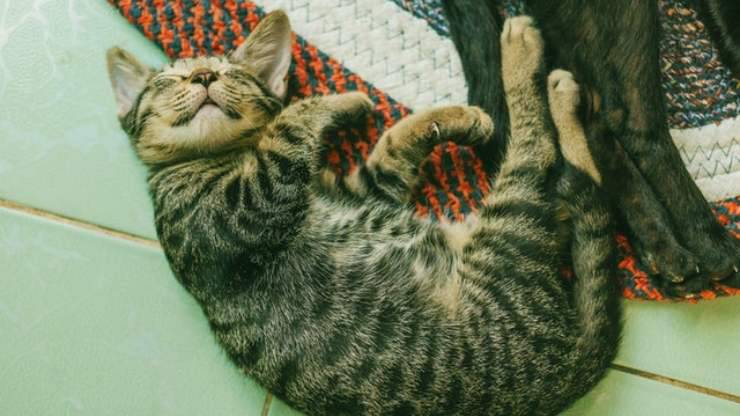 gatto fa le fusa nel sonno