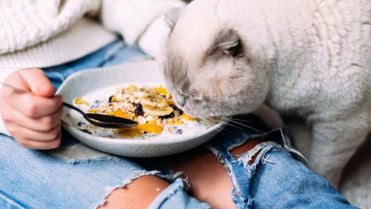 gatto può mangiare semi di chia