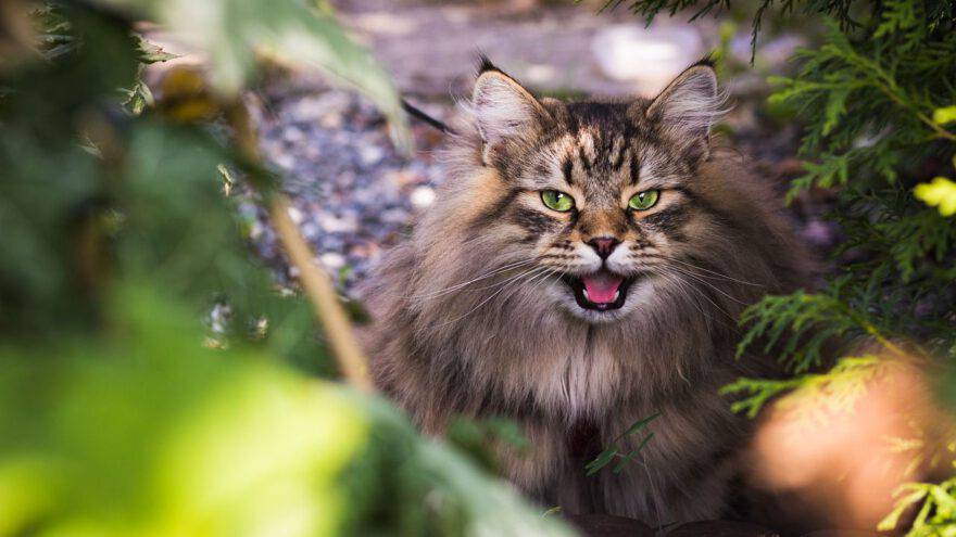 gatto siberiano