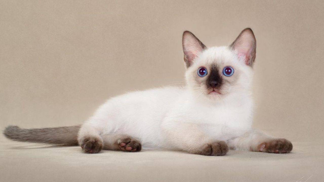 gatto thai salute