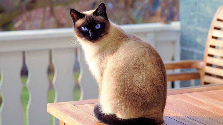 gatto thai