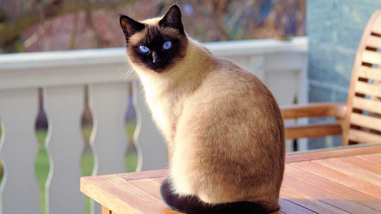 gatto thai