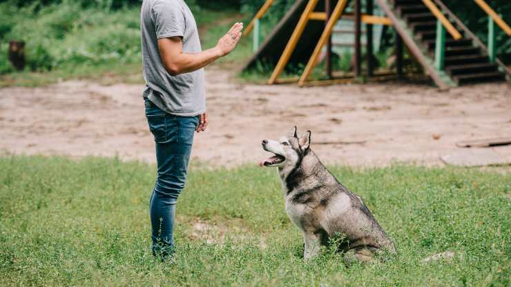 insegnare cane il comando fermo