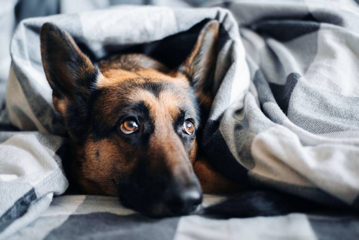 Fido e la patologia