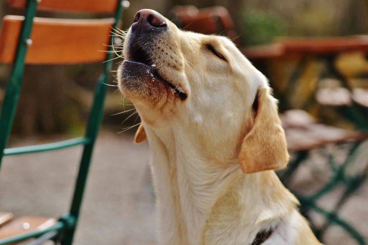 Perché i cani ululano