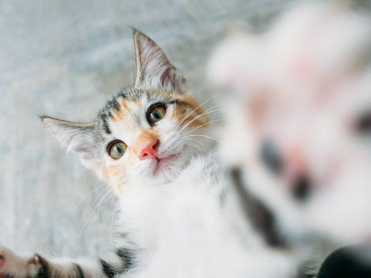 Il comportamento del gatto