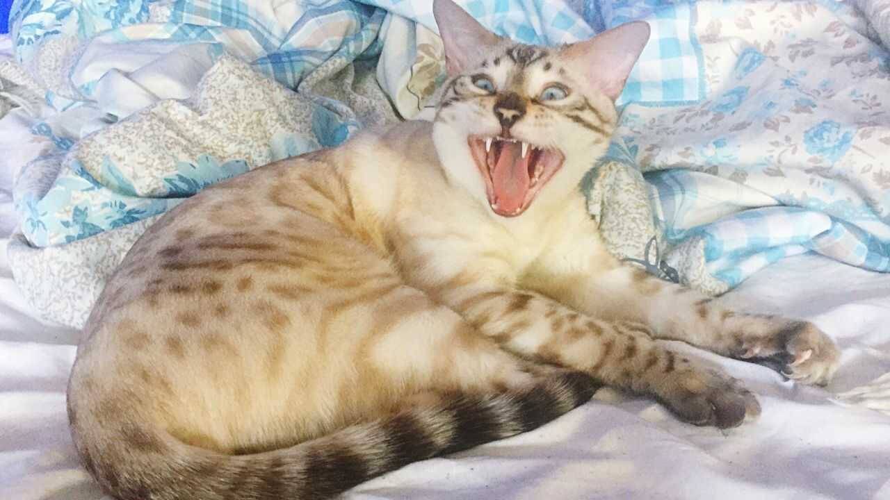 gatto che miagola miagolio gatto