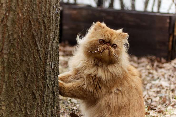Felino si appoggia all'albero