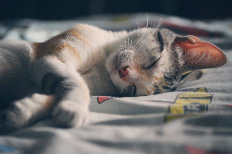 Il felino non dorme con me