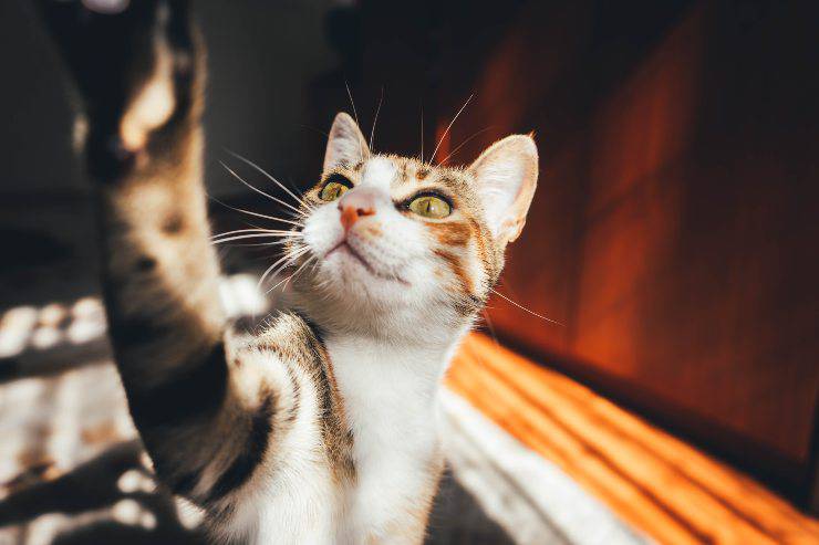 Il graffio del gatto