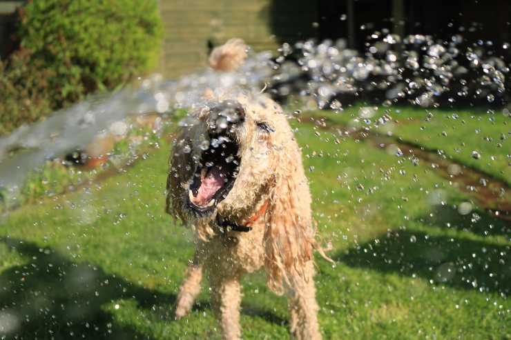 Fido e i giochi in acqua