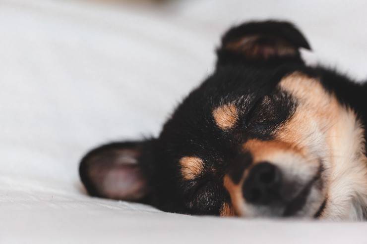 La laringite nel cane