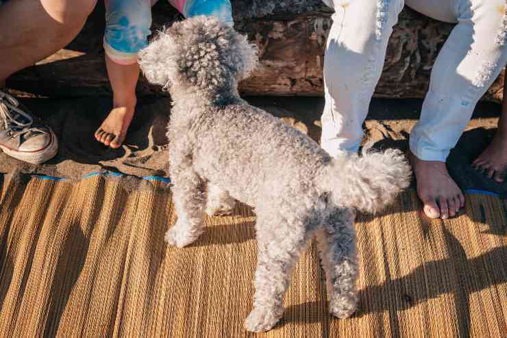 Razze canine più gelose