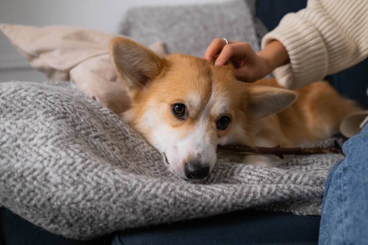 L'atteggiamento del cane