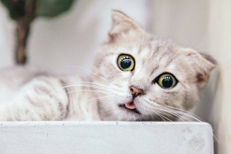Razze di gatti che hanno bisogno di fare esercizio Razze di gatti che hanno bisogno di fare esercizio