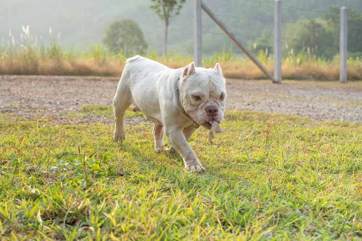 Cagnolino cammina nel verde